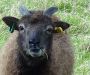 Lamb at Amelia Trust Farm